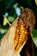 Close-up of an ear of corn with brown husks partially peeled back, exposing the golden yellow kernels. The background features blurred green foliage, indicating a natural setting.