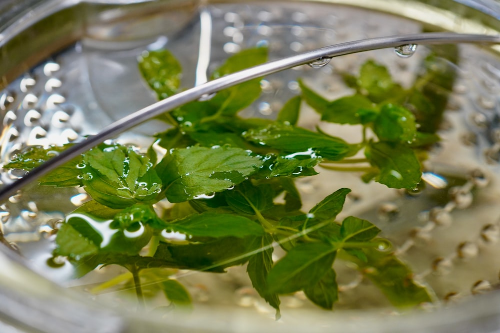 a glass jar filled with water and green leaves