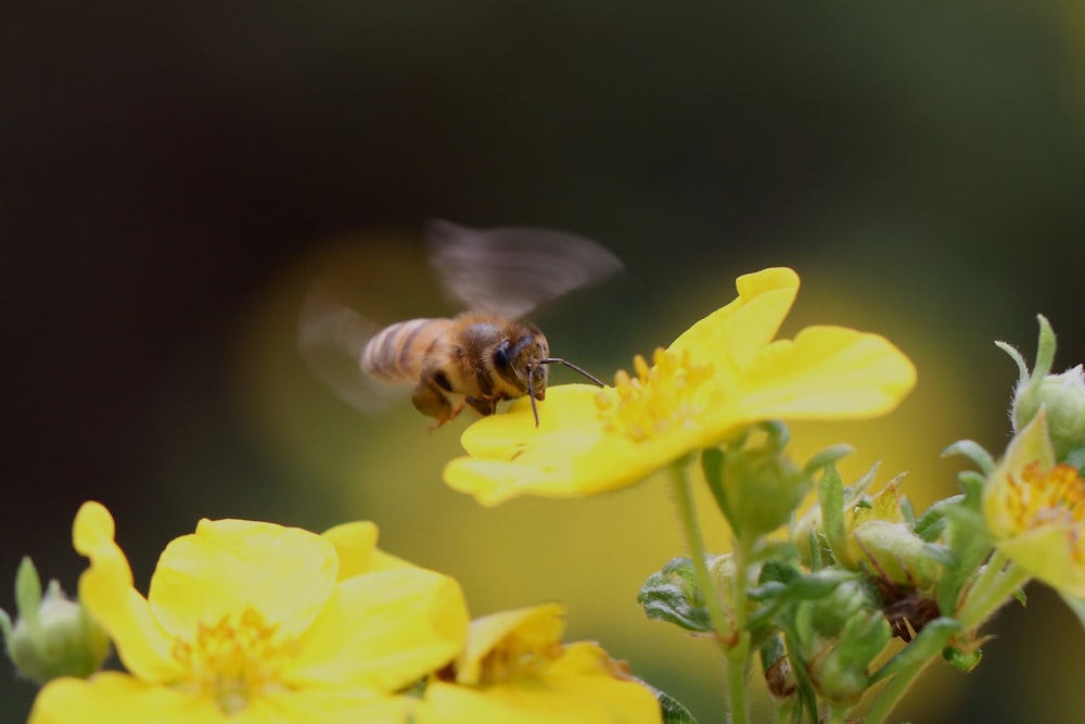 ぼやけた背景を持つ黄色い花の上を飛ぶ蜂