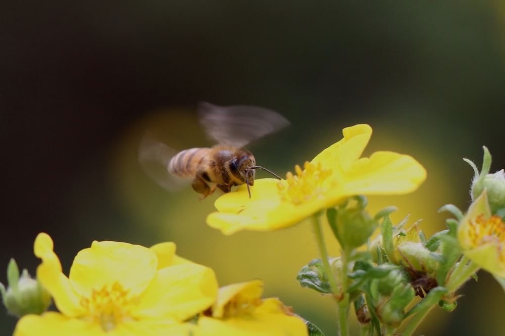 Una abeja volando sobre una flor amarilla con un fondo borroso