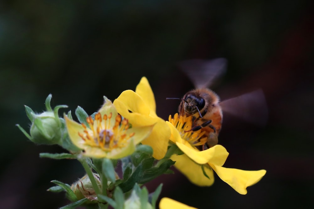 ぼやけた背景を持つ黄色い花の上の蜂