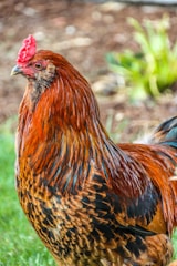 A vibrant Old English Game rooster displaying its colorful plumage.