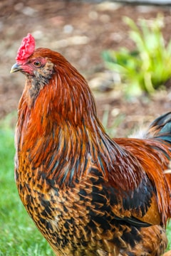 A vibrant Old English Game rooster displaying its colorful plumage.
