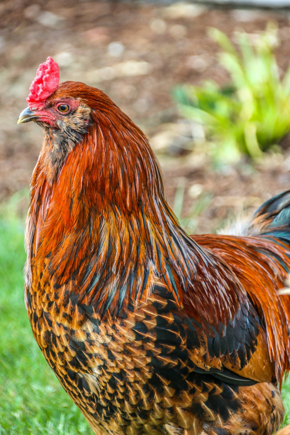 a close up of a rooster on a field of grass