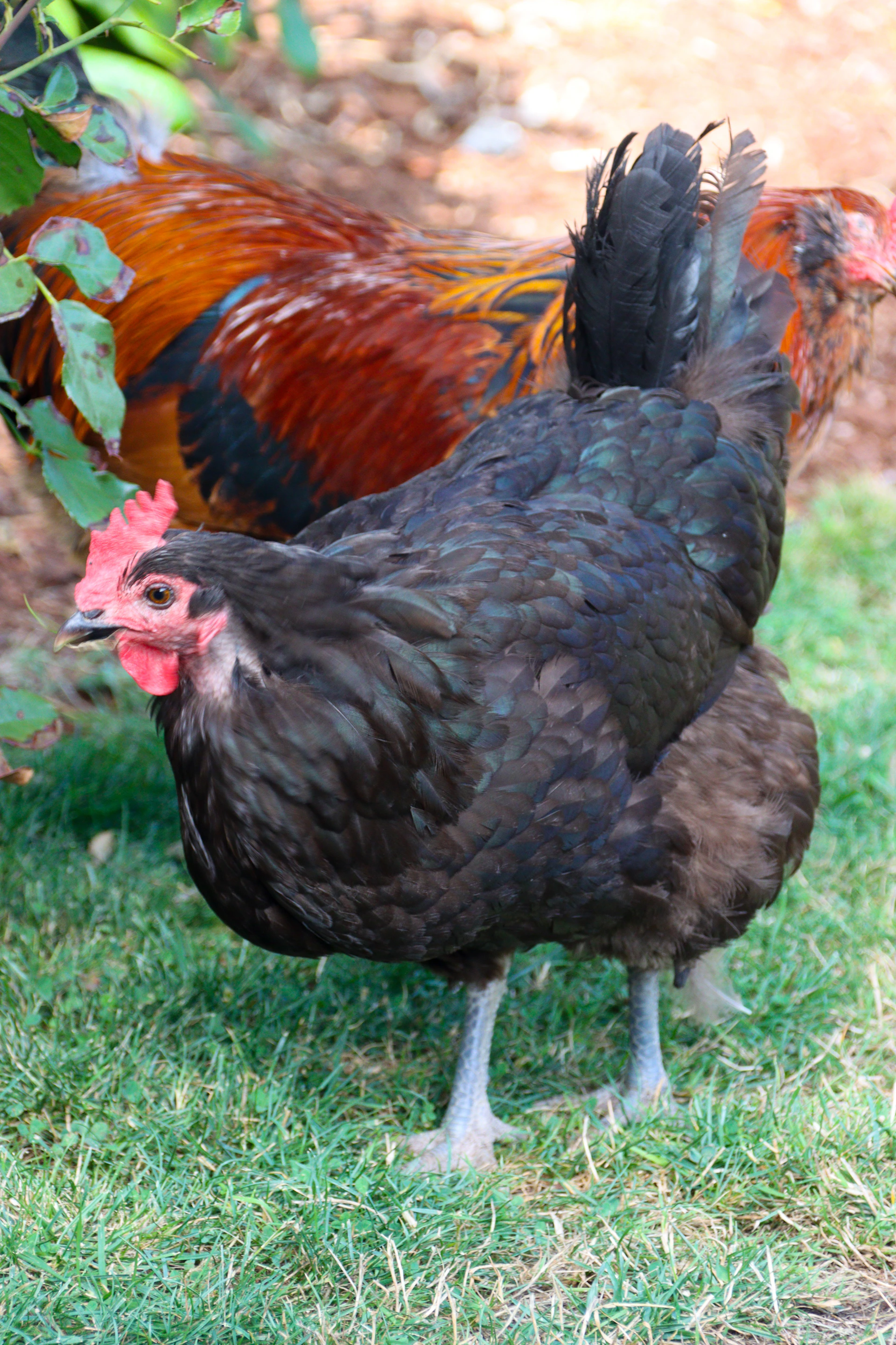 a couple of chickens standing on top of a lush green field