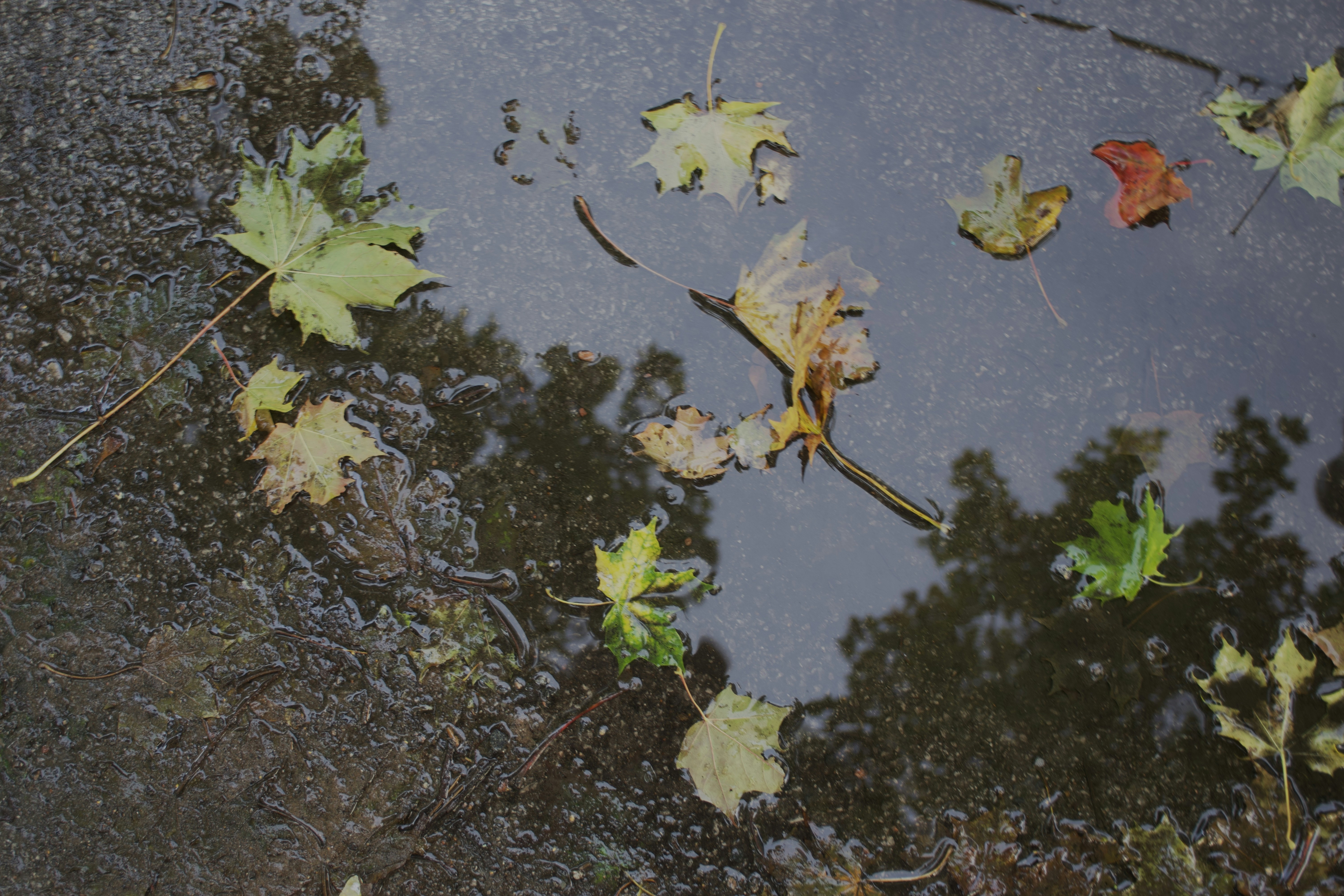 Photo by olga_vyrostko