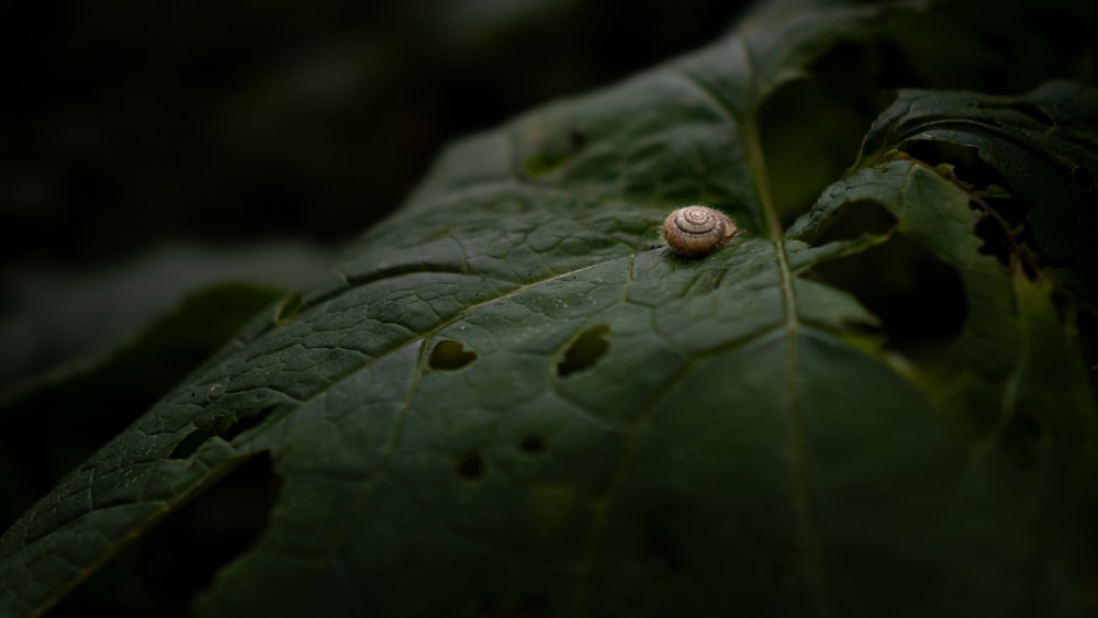 a snail is sitting on a green leaf