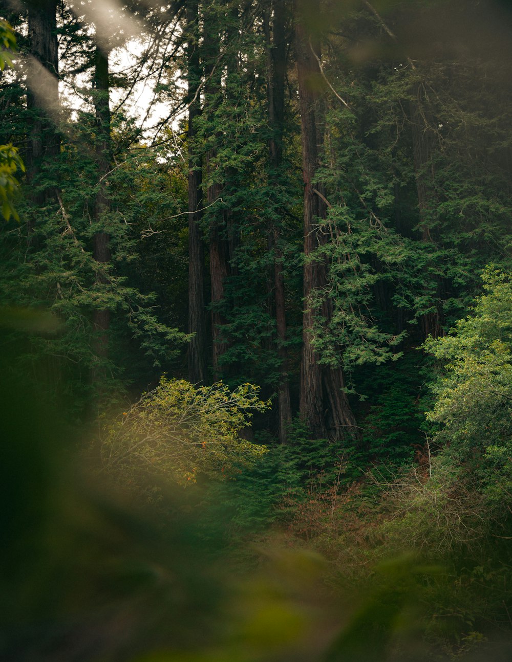 a forest filled with lots of tall trees