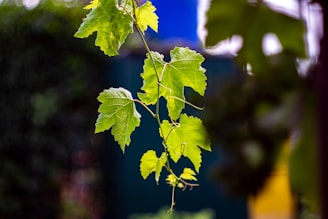 Close-up of green vine leaves with soft sunlight