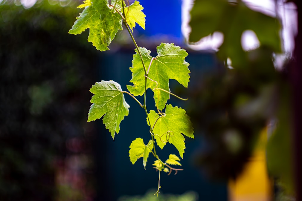 Close-up of green vine leaves with soft sunlight