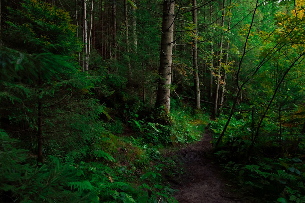 a path in the middle of a lush green forest