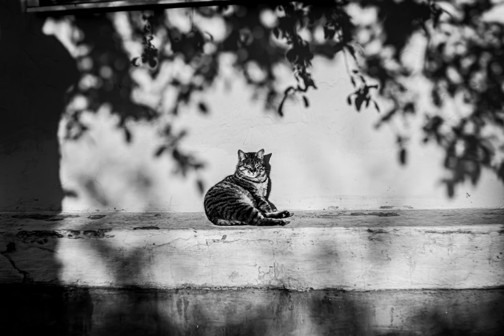a black and white photo of a cat sitting on a ledge