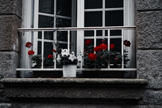 A window with white framing and a white metal balcony railing displays a row of vibrant red and white flowers in pots. The walls surrounding the window are made of textured grey stone, giving a rustic and aged look.
