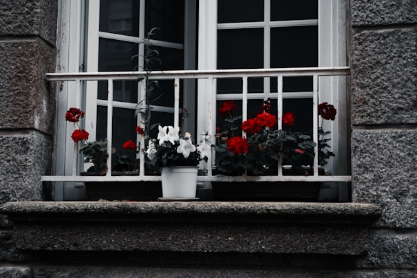 A window with white framing and a white metal balcony railing displays a row of vibrant red and white flowers in pots. The walls surrounding the window are made of textured grey stone, giving a rustic and aged look.