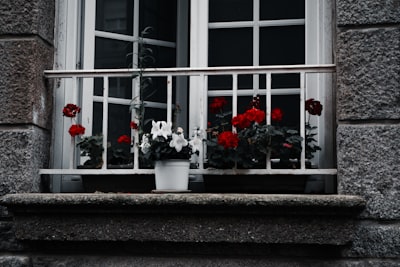 a window sill with a potted plant and flowers
