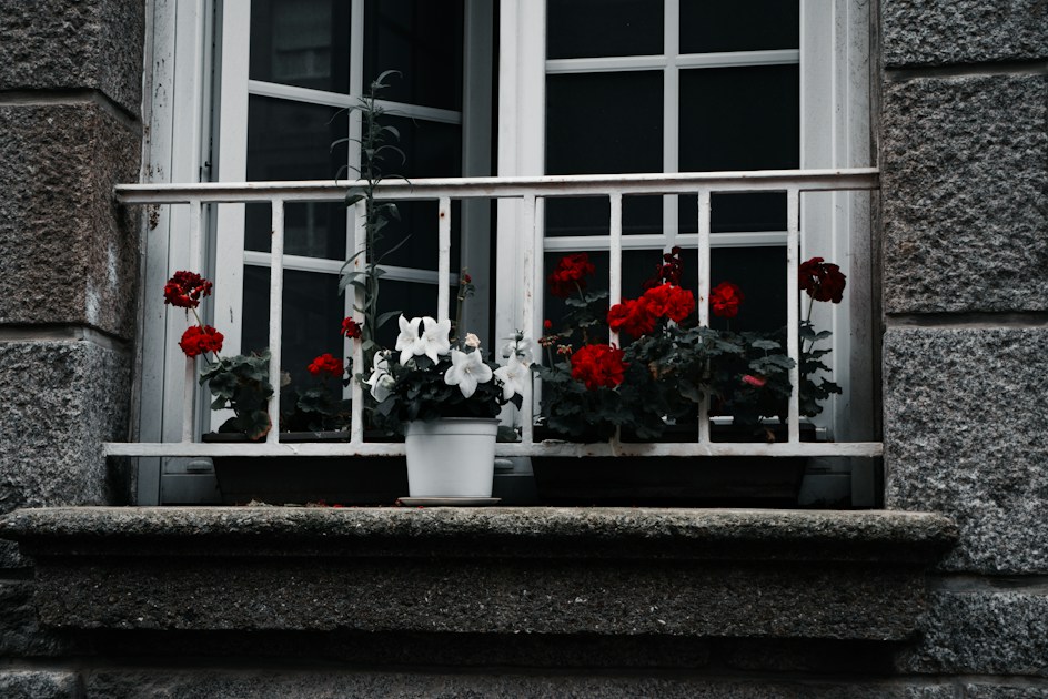Geraniums on the Balcony: Care, Pruning and Overwintering — helpful reference illustration