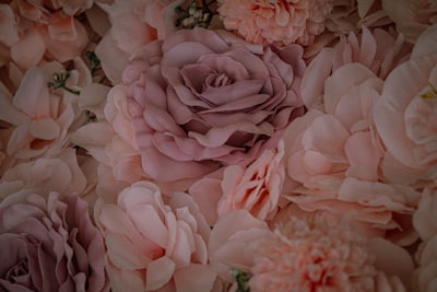 a close up of a bunch of pink flowers