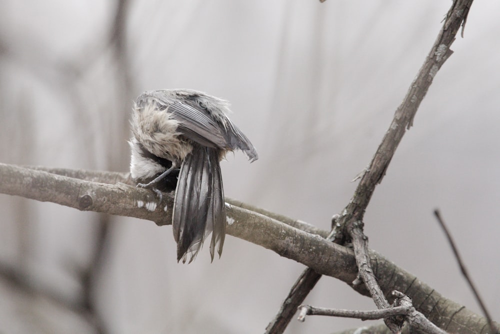 a small bird sitting on a branch in a tree