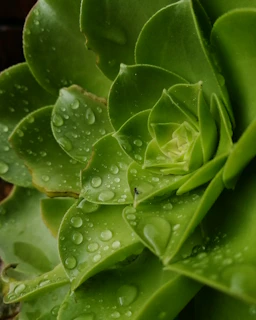 Close-up of a lush green succulent with dew drops glistening in soft morning light