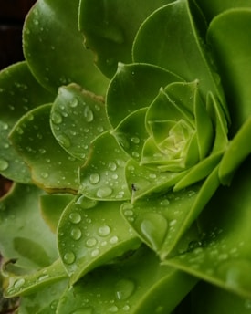 Close-up of a vibrant green succulent with dew drops glistening in morning light