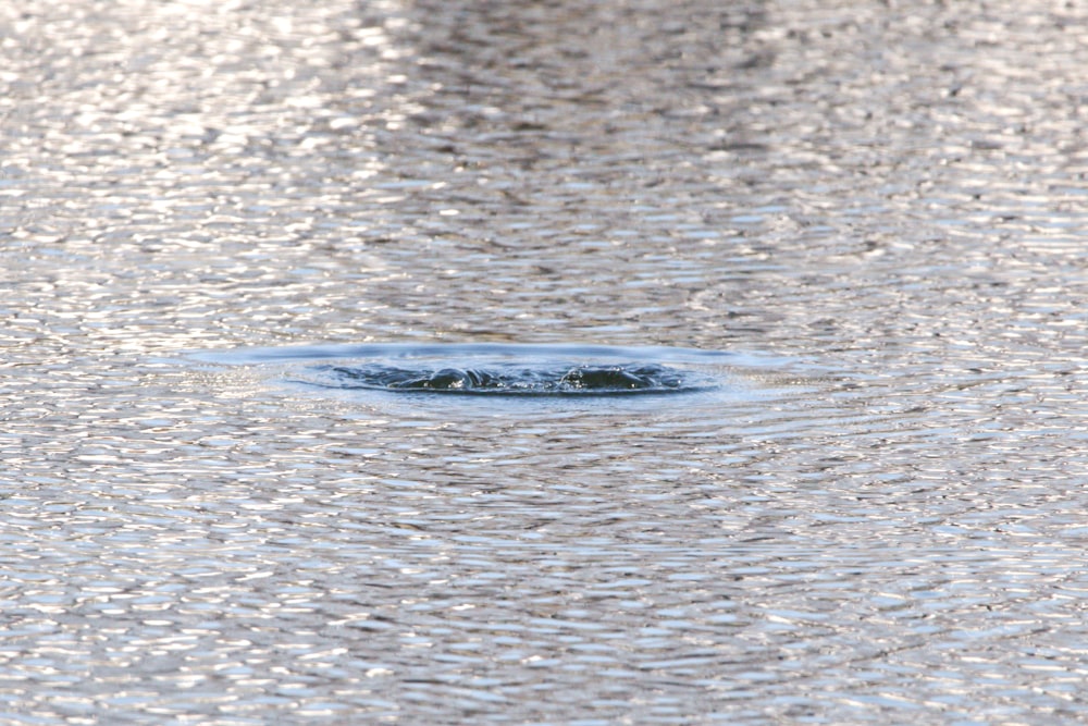 a large puddle of water with a single drop of water in the middle of it