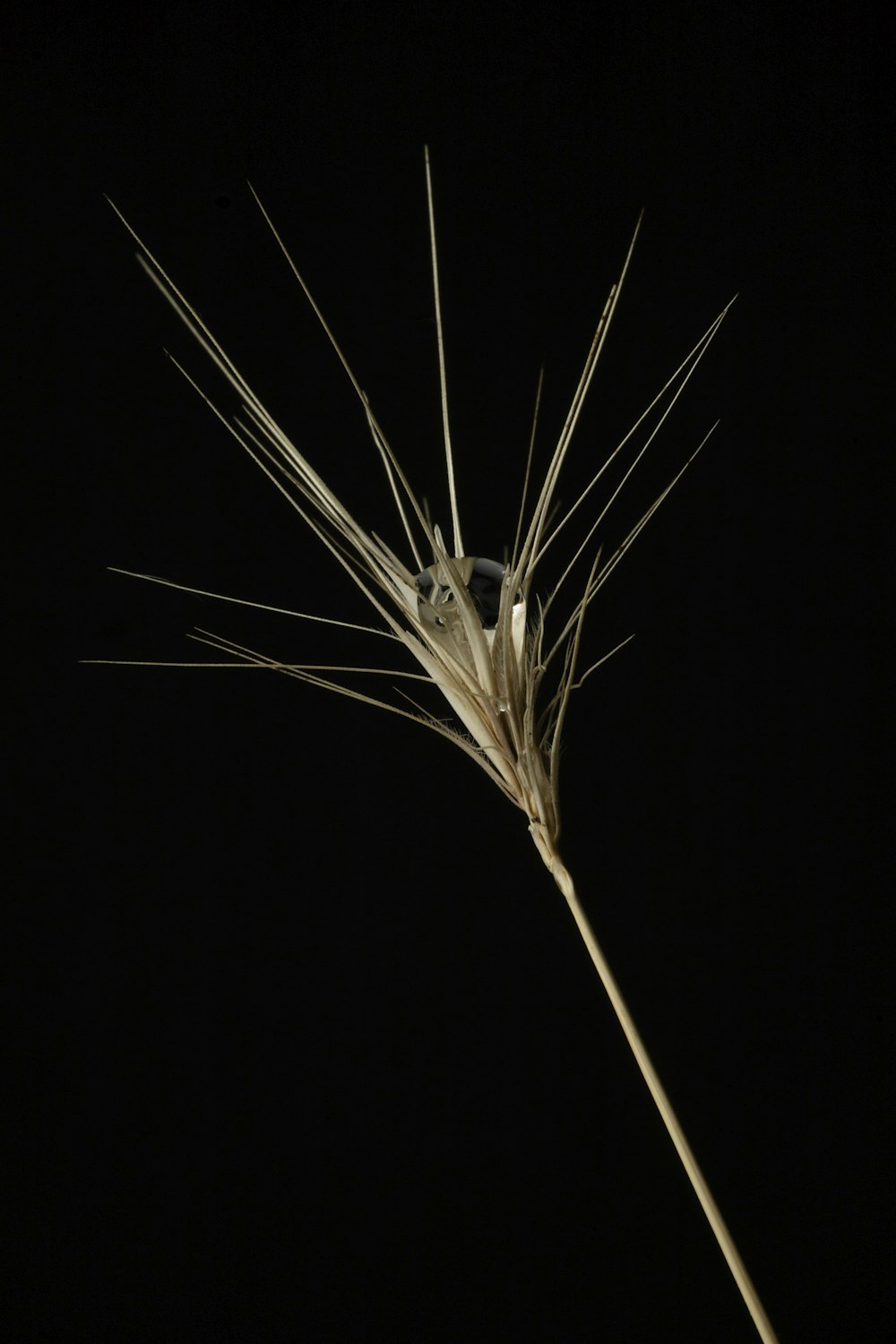 a close up of a plant in the dark