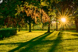 Sunlight filtering through leaves onto a naturally healthy, weed-free lawn.