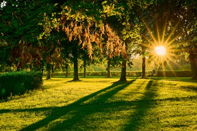 A lush green residential plot with golden sunlight casting warm shadows.