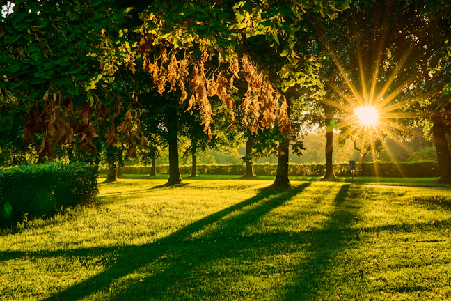 Sunlight filtering through leaves onto a naturally healthy, weed-free lawn.