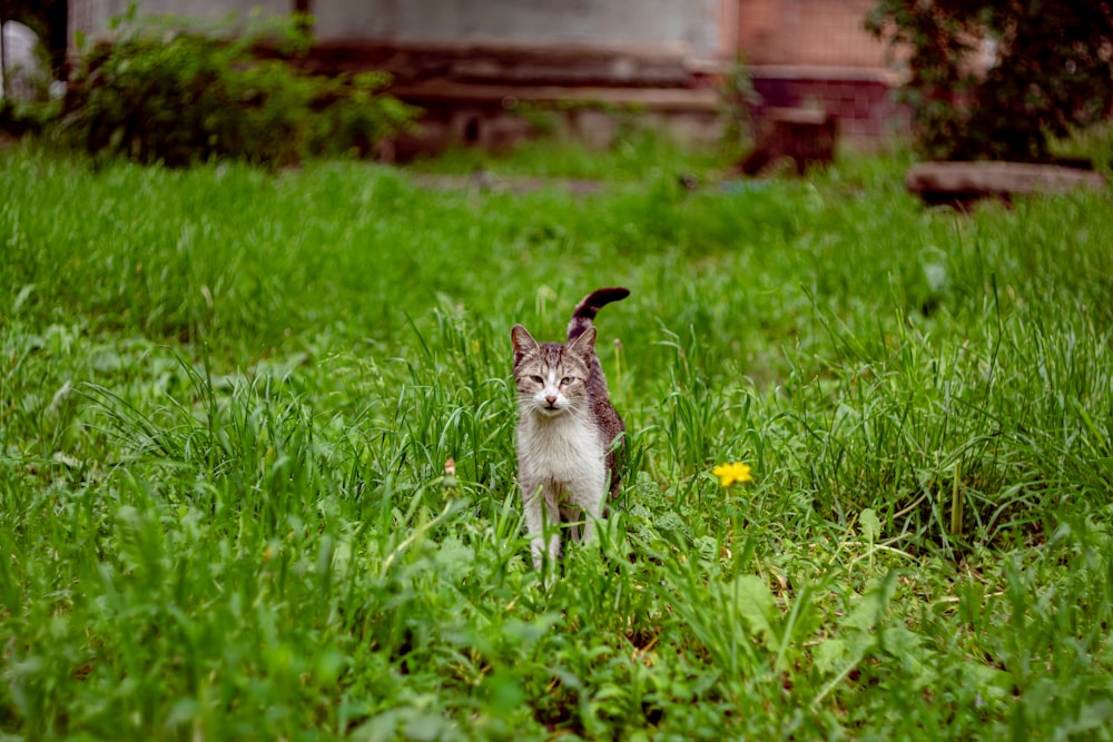 a cat standing in a field of green grass
