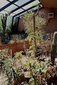 A sunlit indoor garden with various potted cacti and succulent plants, surrounded by glass panels and a slanted glass ceiling. The sunlight creates contrasting shadows and highlights on the plants, enhancing their textures and shades of green.