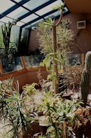 Healthy potted plants thriving in a sunny indoor garden space.