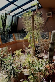 A sunlit indoor garden with various potted cacti and succulent plants, surrounded by glass panels and a slanted glass ceiling. The sunlight creates contrasting shadows and highlights on the plants, enhancing their textures and shades of green.