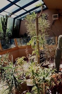 A sunlit indoor garden with various potted cacti and succulent plants, surrounded by glass panels and a slanted glass ceiling. The sunlight creates contrasting shadows and highlights on the plants, enhancing their textures and shades of green.