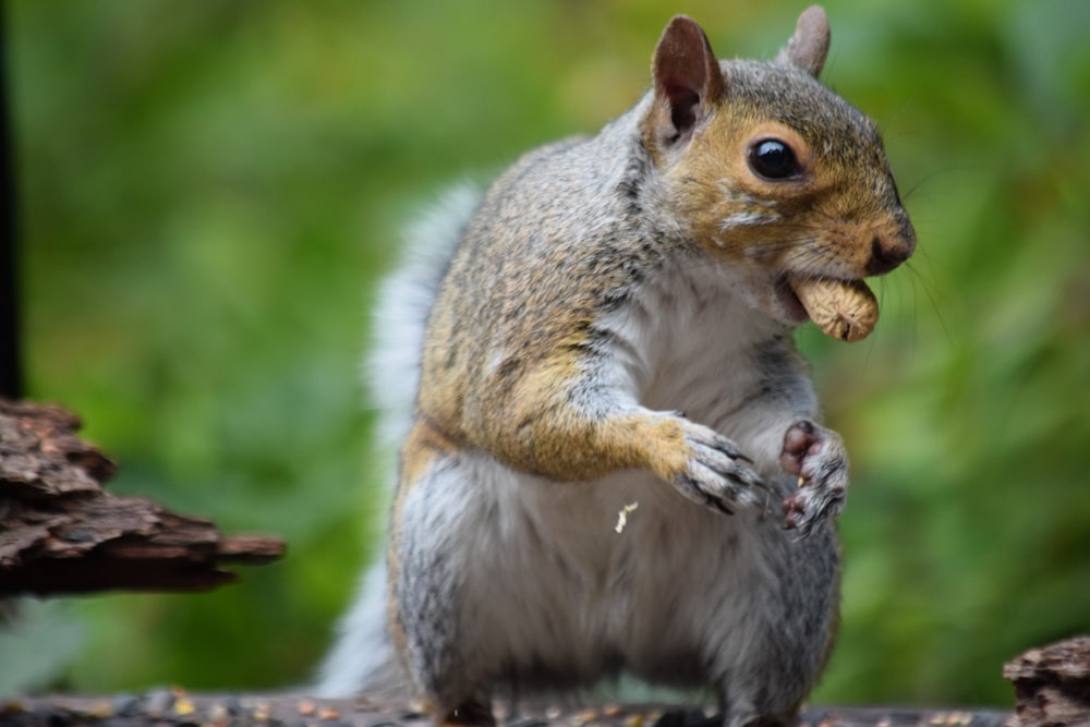 a squirrel eating a piece of food on a tree branch