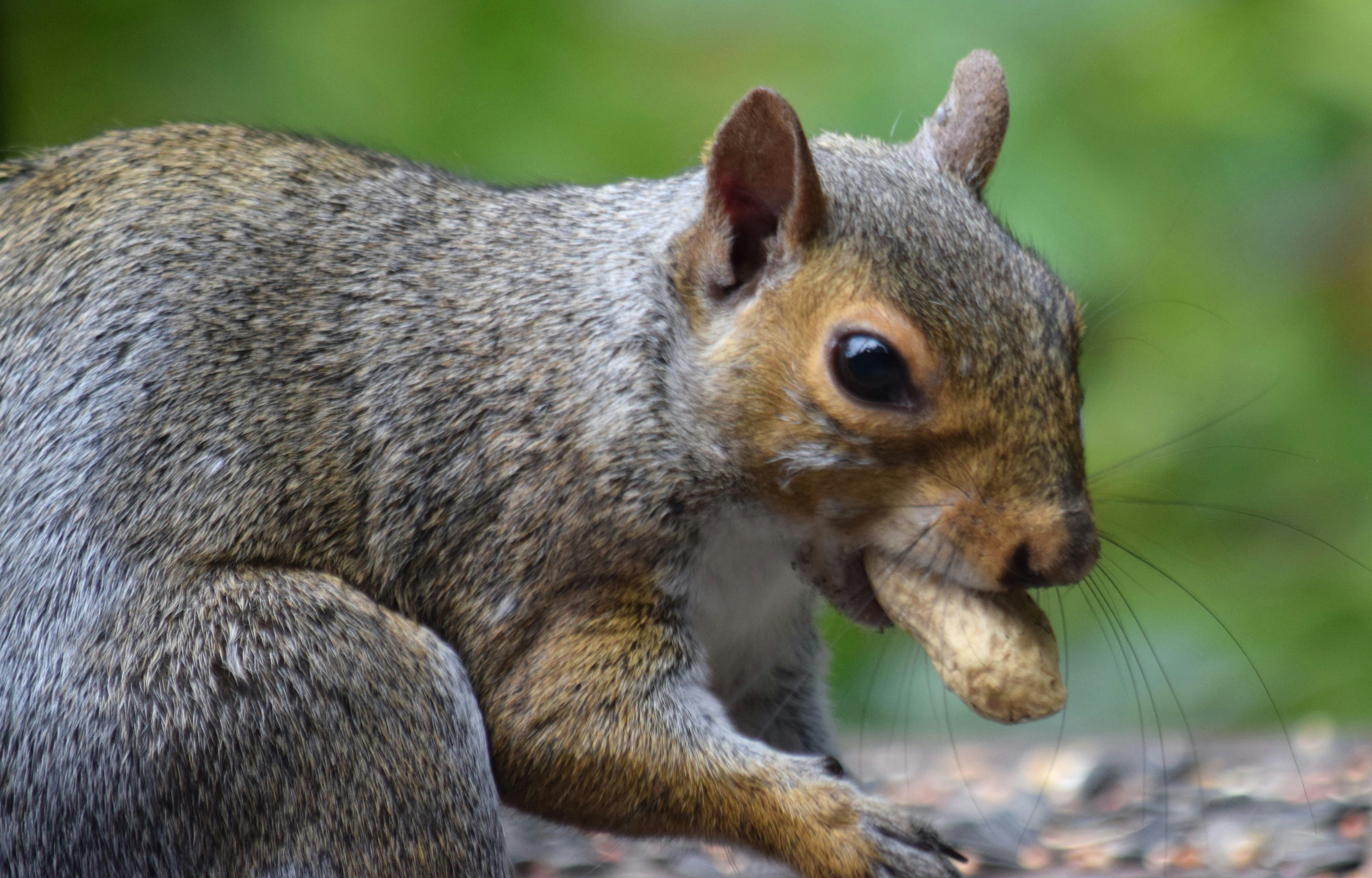 Tupai memakan sepotong makanan di mulutnya