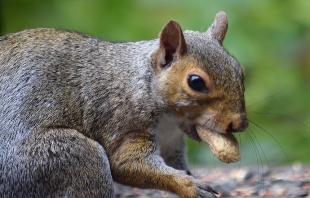 a squirrel eating a piece of food in its mouth