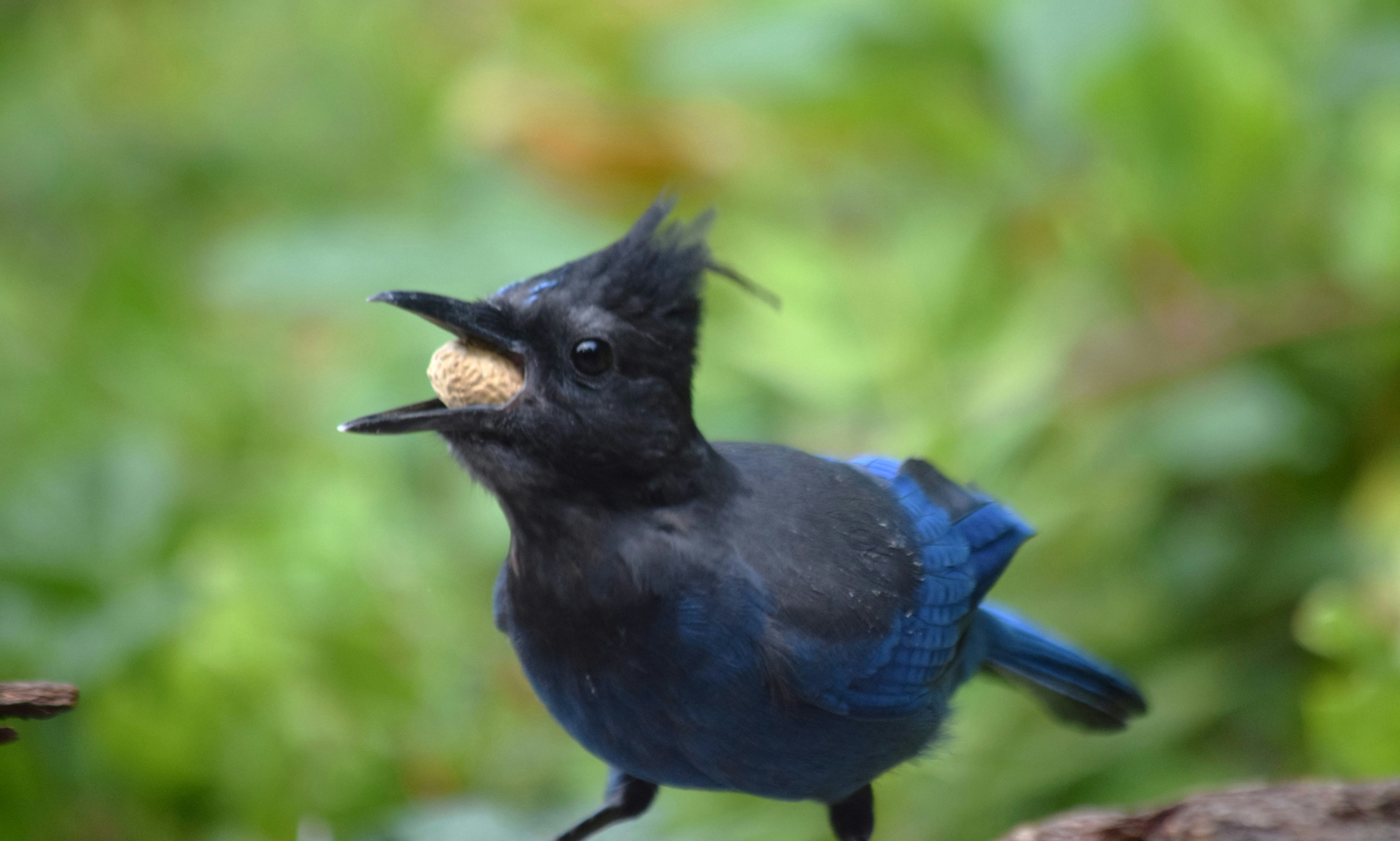 seekor burung hitam kecil dengan sepotong makanan di mulutnya