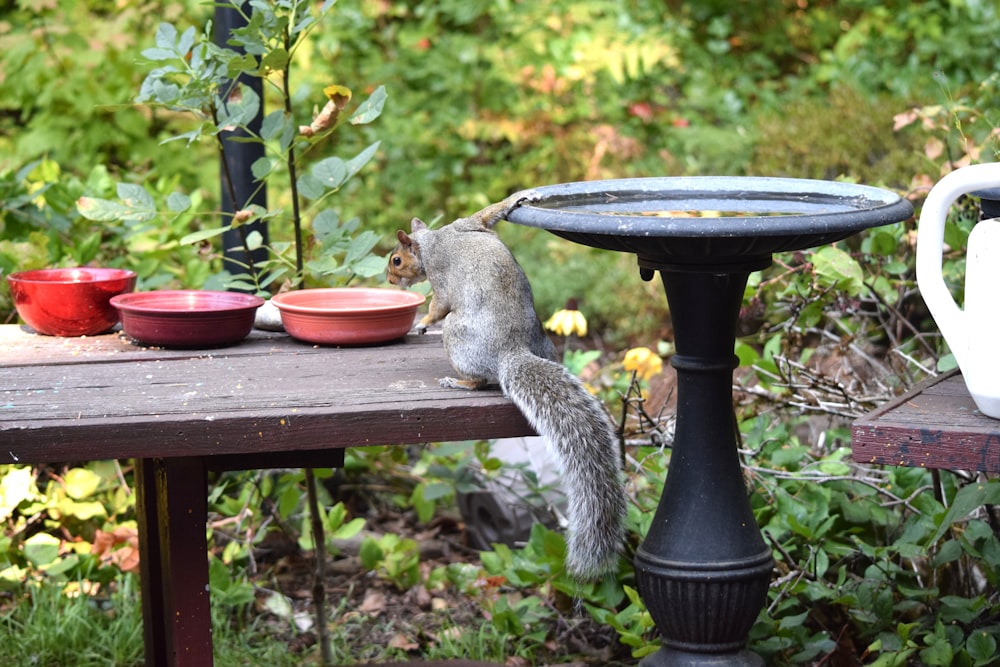 a squirrel standing on its hind legs on a table