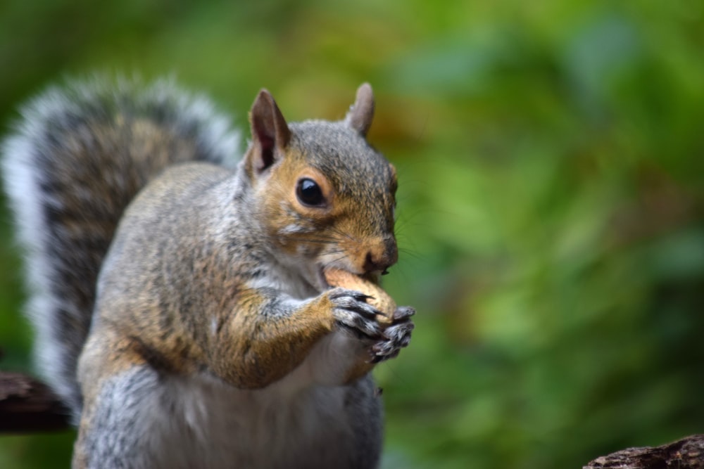 a squirrel is eating a piece of food