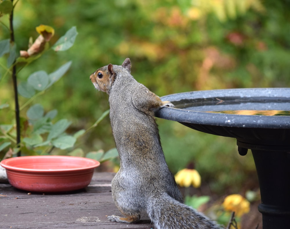 a squirrel sitting on a table next to a bird bath