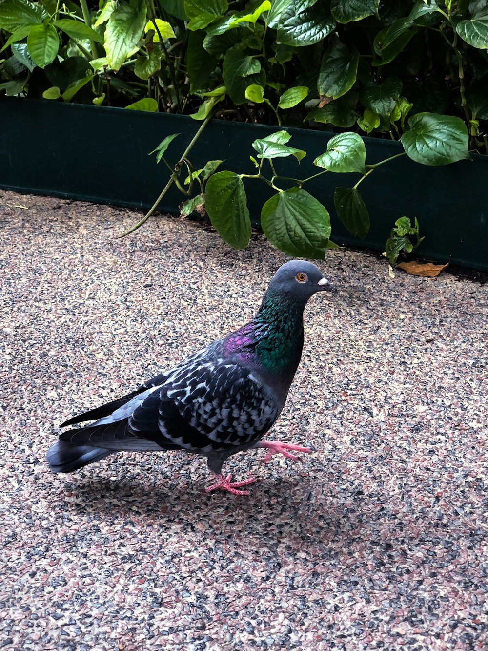 a pigeon is standing on the ground next to a potted plant
