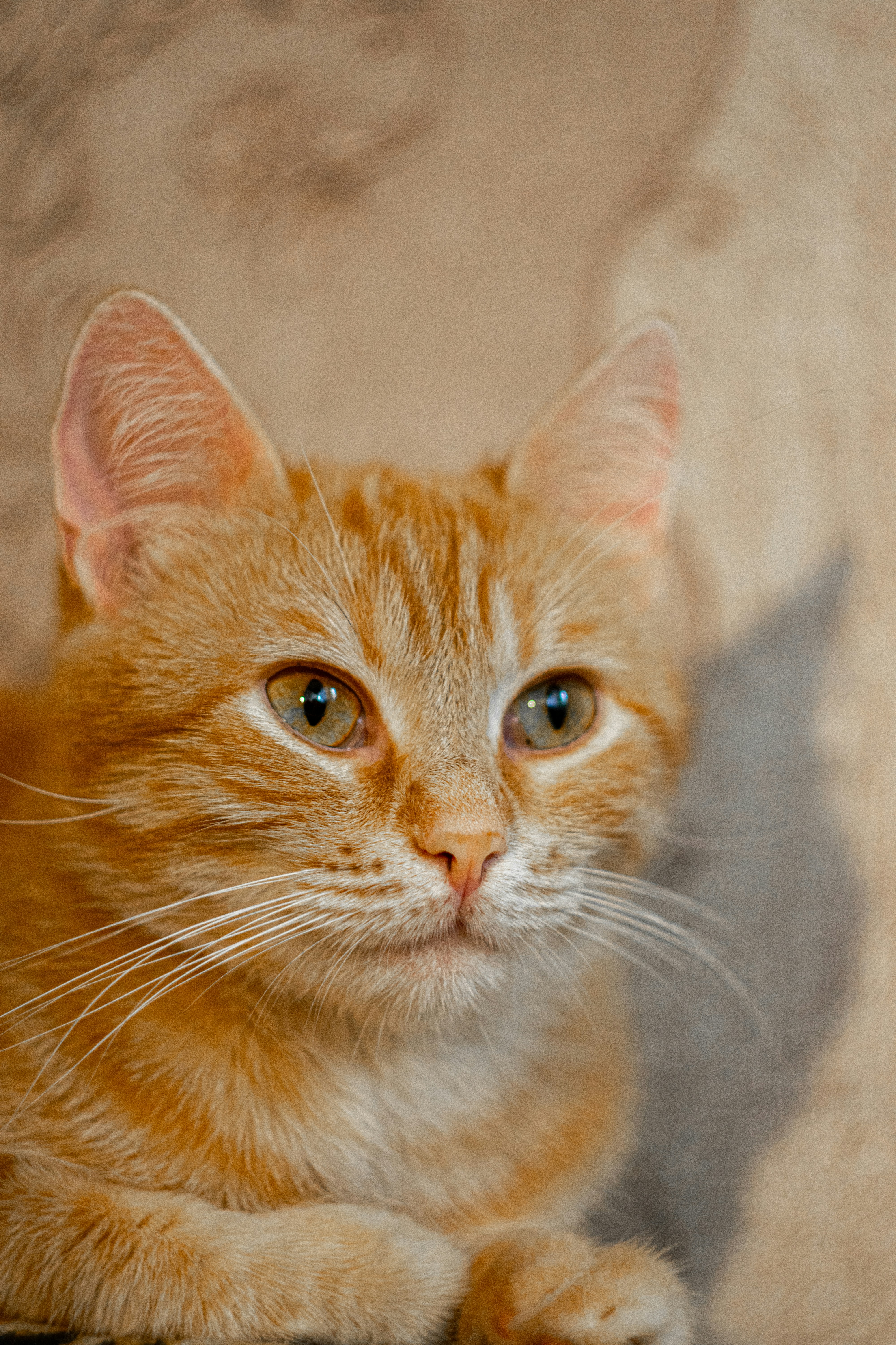 an orange cat sitting on top of a couch