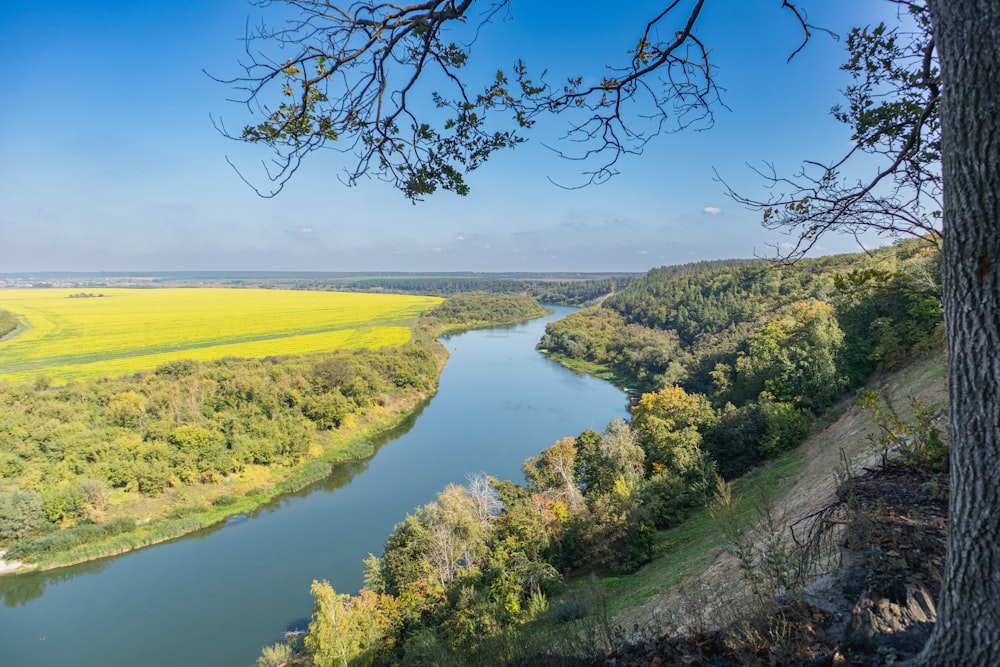 a river running through a lush green forest