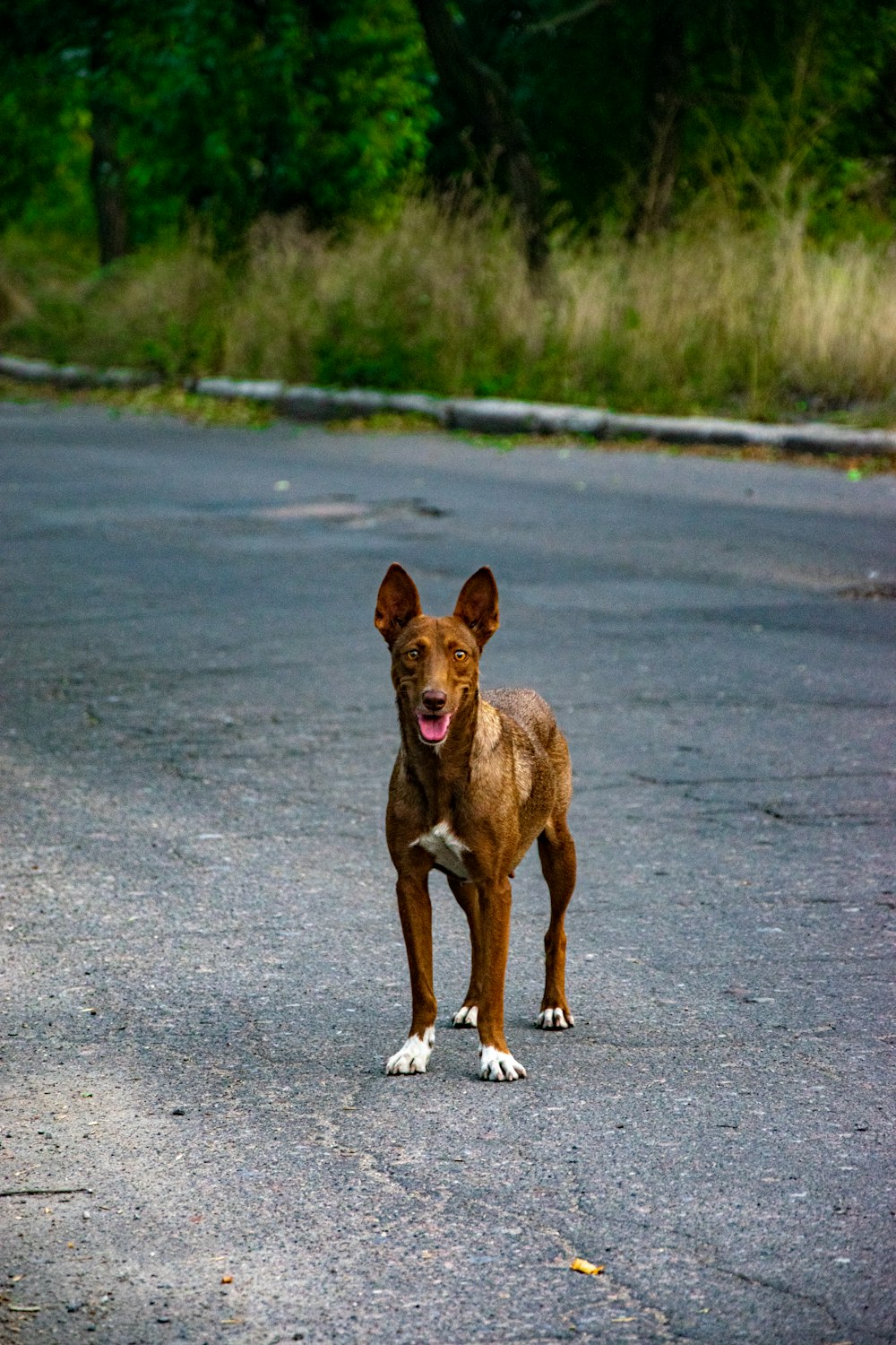 a brown dog standing on the side of a road