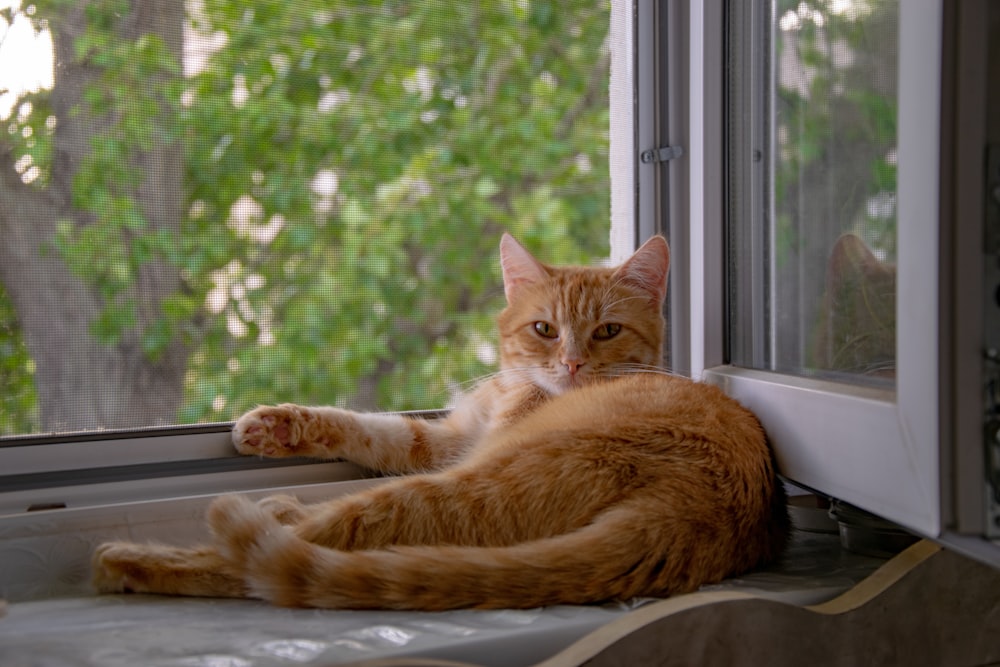 an orange cat laying on top of a window sill