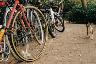 Several bicycles are parked on a brick pathway, with wheels closely aligned. A cat stands on the pathway, looking towards the camera. Purple flower petals are scattered across the ground, suggesting a serene outdoor setting.
