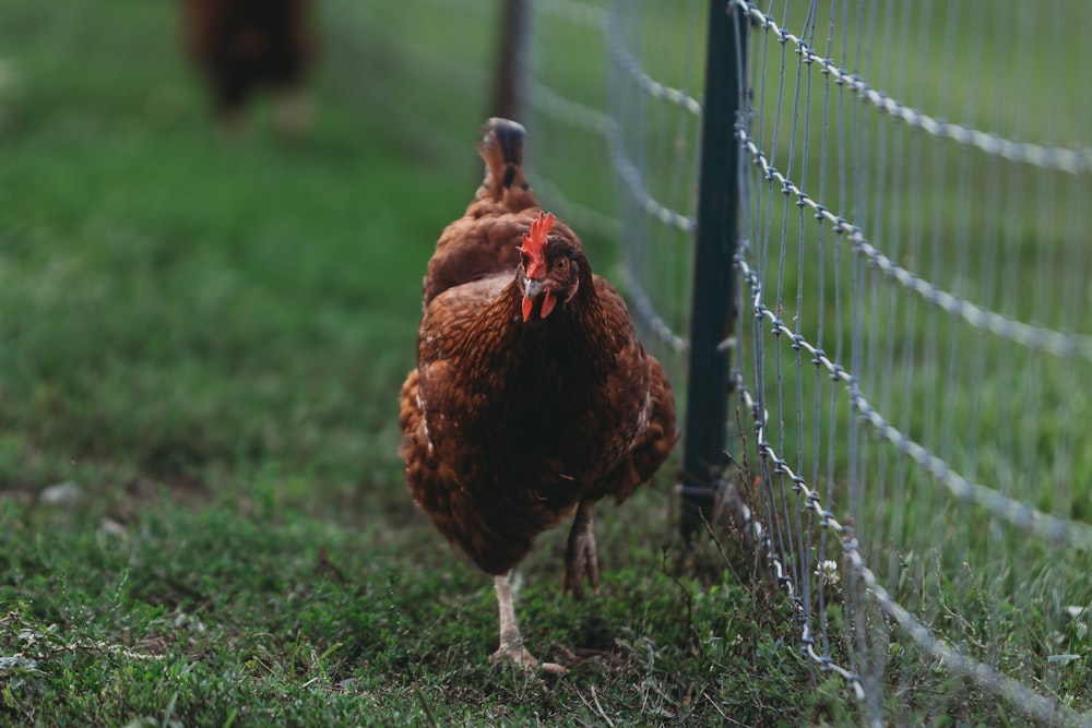 Un pollo marrón parado junto a una cerca de alambre