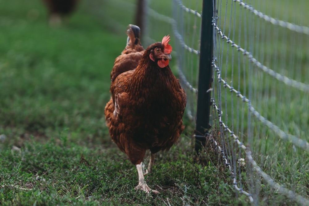 a brown chicken standing next to a wire fence