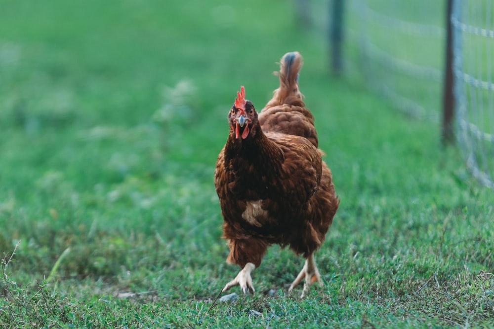 a brown chicken walking across a lush green field